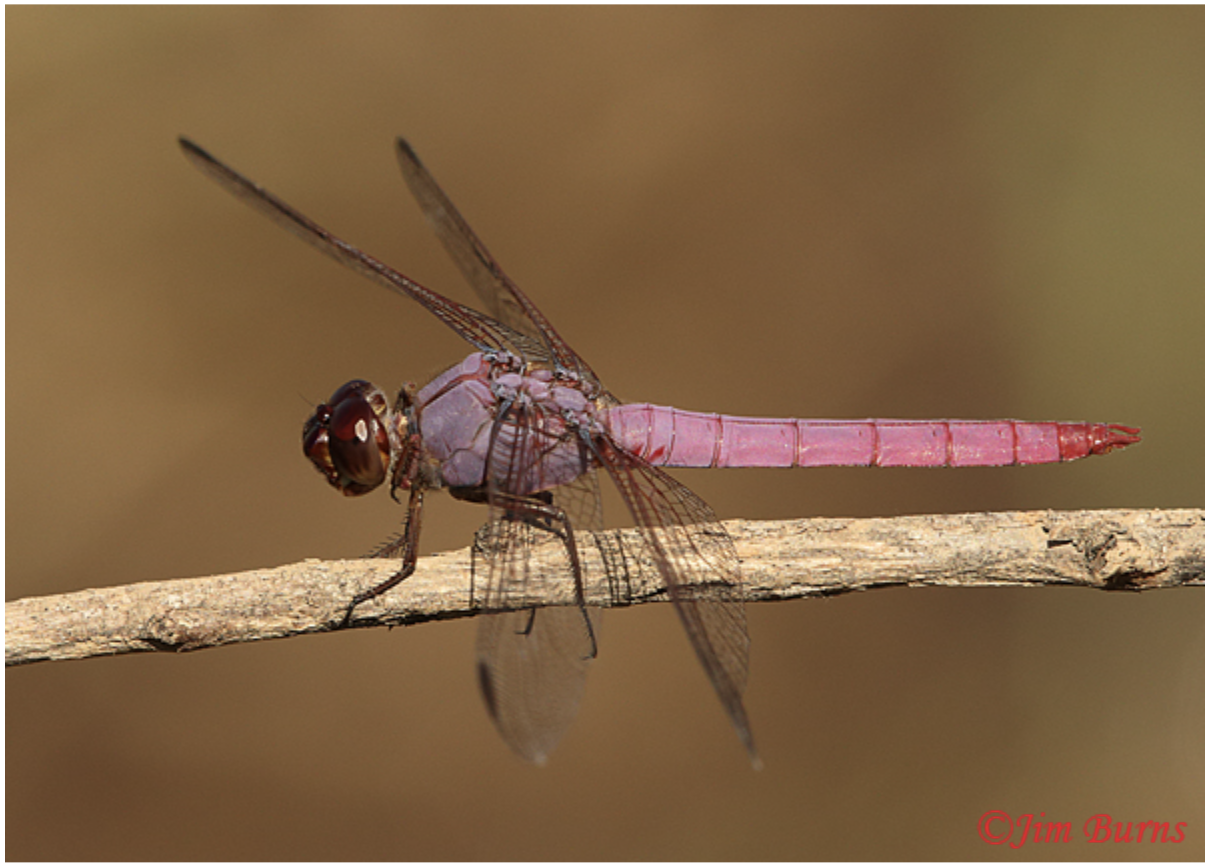 Species of the Month — Dragonfly Society of the Americas